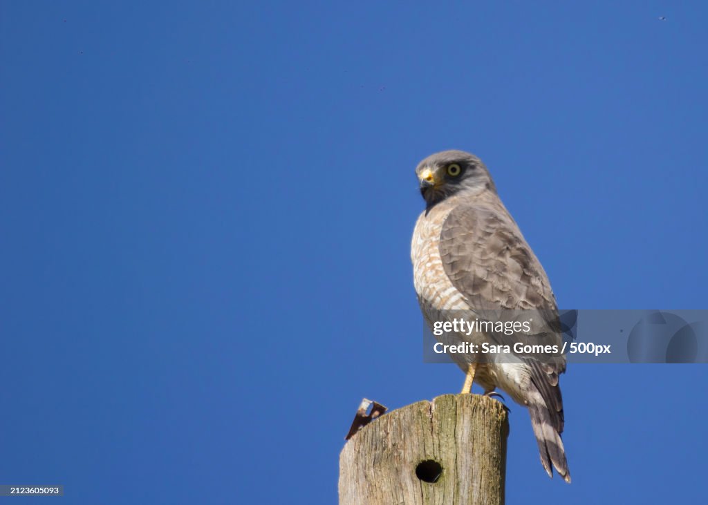 Low angle view of hawk of prey perching on wooden post against clear blue sky