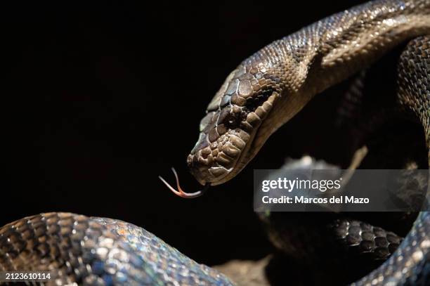 An amethystine python , also known as the scrub python sticking out its forked tongue pictured in its enclosure at Faunia Zoo. This snake it's one of...