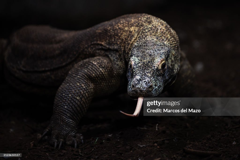 A Komodo dragon (Varanus komodoensis), also known as the...