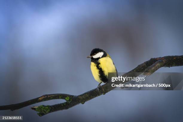 close-up of songtitmouse perching on branch - auge close up ストックフォトと画像