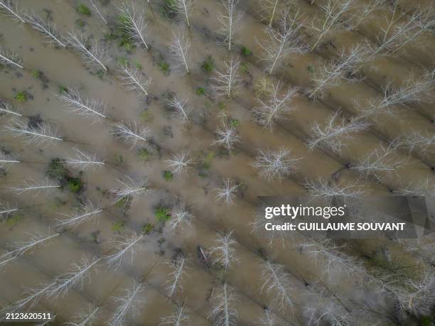 This aerial photograph taken on April 1 shows submerged poplars trees during the overflowing of the Vienne River, in Chinon, western France. More...