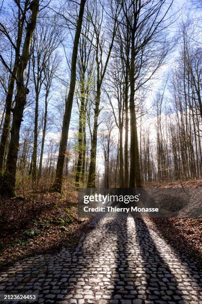 Woman is walking on cobblestone where tree trunks cast shadows on the paved road on Easter Monday, in the Sonian Forest on April 1, 2024 in Tervuren,...