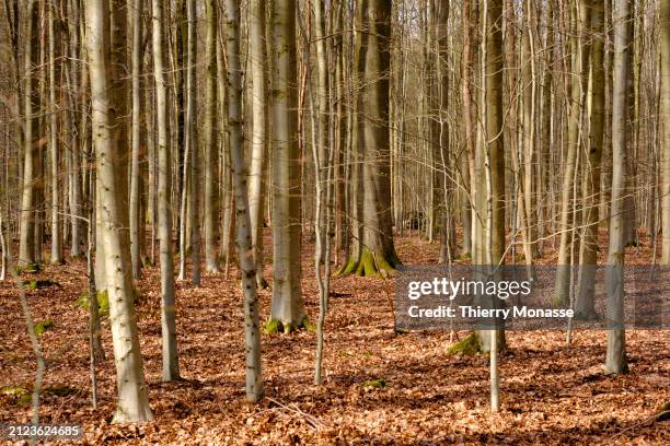 Trees are lighted by an early Spring light on Easter Monday, in the Sonian Forest on April 1, 2024 in Tervuren, Belgium. With its 4,421-hectare the...