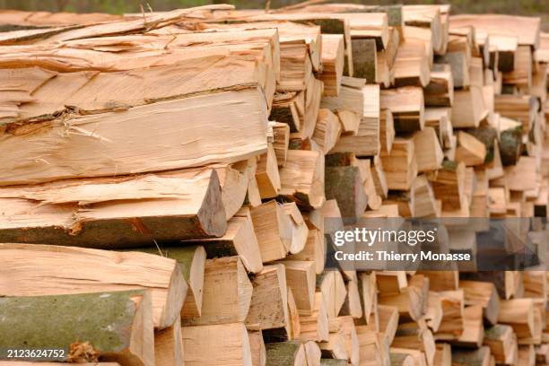 Stack of firewood is seen beside 'Verrassingsweg' in the Sonian Forest on April 1, 2024 in Tervuren, Belgium. With its 4,421-hectare the Sonian Wood...