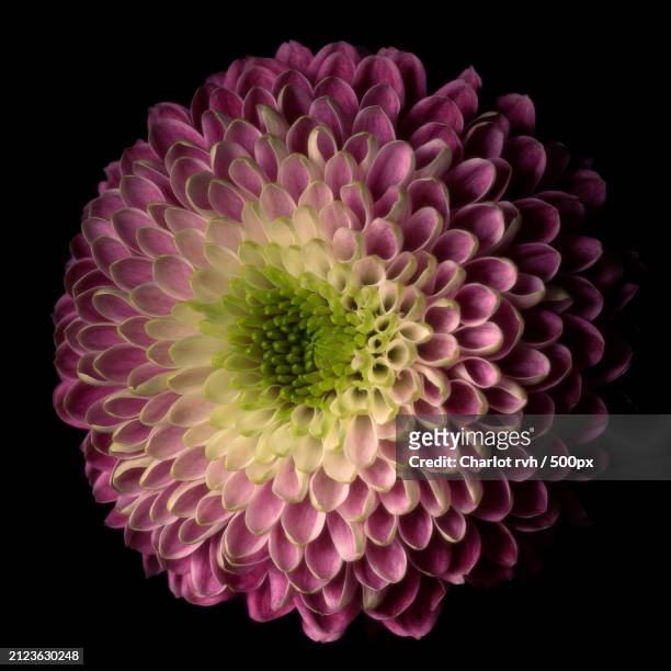 close-up of pink dahlia against black background - schaduw stock pictures, royalty-free photos & images