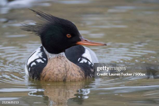 Common Mer 1,493 Common Merganser Stock Photos, High-Res Pictures, and Images ...