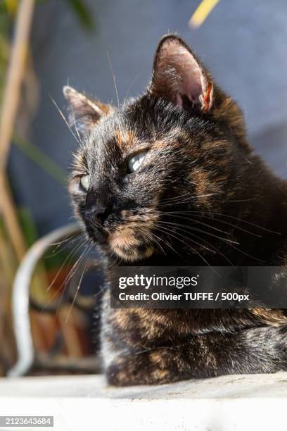 close-up of cat looking away - compagnon stock pictures, royalty-free photos & images