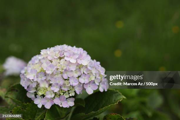 close-up of purple hydrangea flowers - purple hydrangea stock pictures, royalty-free photos & images
