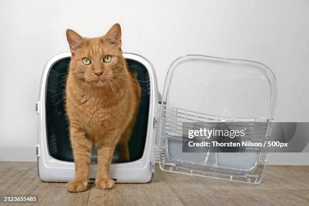 portrait of cat sitting on chair against wall,germany - thorsten nilson stockfoto's en -beelden