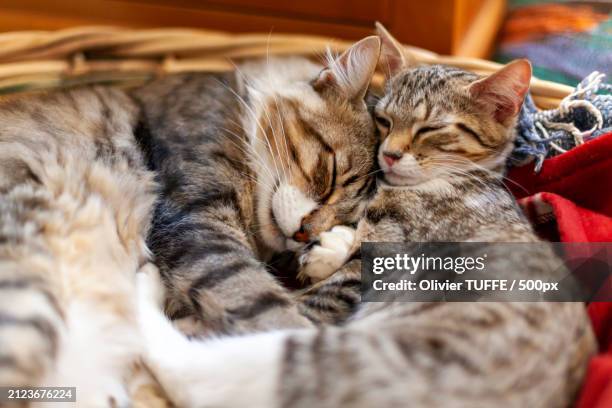 close-up of cat sleeping - compagnon stock pictures, royalty-free photos & images