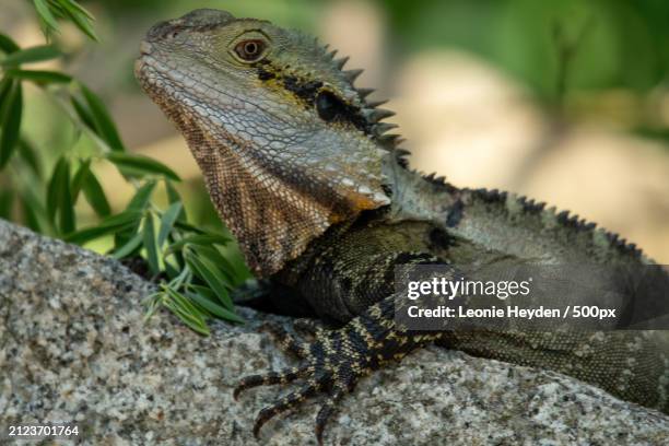 close-up of iguana on rock,parkville,victoria,australia - iguana australia fotografías e imágenes de stock