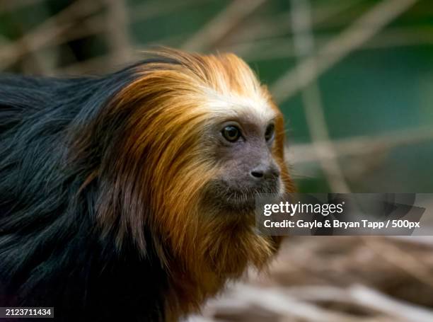 close-up of golden lion tamarin looking away,tulsa,oklahoma,united states,usa - golden headed lion tamarin stock pictures, royalty-free photos & images