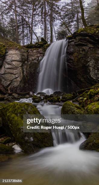 scenic view of waterfall in forest,menzingen,switzerland - roger stock pictures, royalty-free photos & images