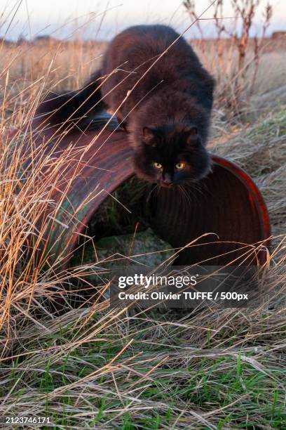 close-up of cat on field - compagnon stock pictures, royalty-free photos & images