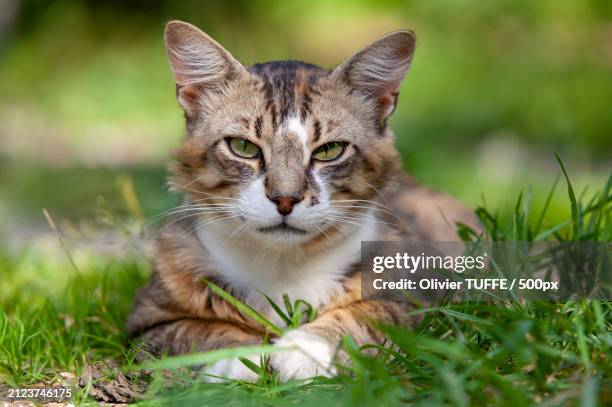 portrait of cat sitting on grass - compagnon stock pictures, royalty-free photos & images