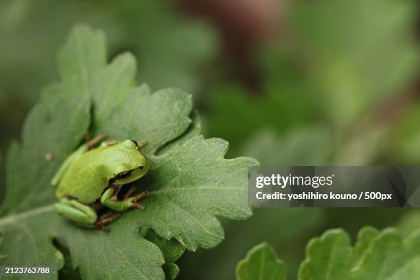 close-up of insect on leaf - tree frog stock pictures, royalty-free photos & images