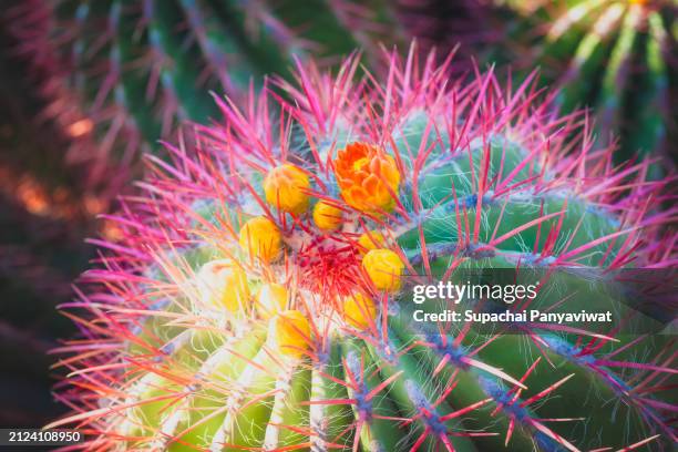 close-up beautiful cactus in the garden - agave plant stock pictures, royalty-free photos & images