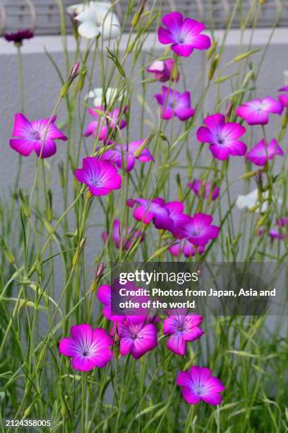 agrostemma githago / corn-cockle: herbaceous annual flowering plant in carnation family caryophyllaceae - agrostemma githago stock pictures, royalty-free photos & images