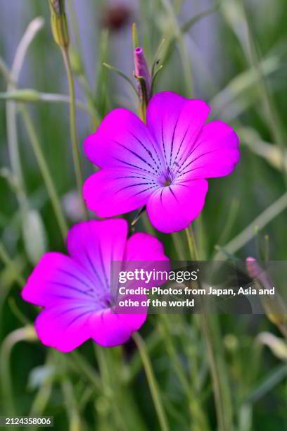agrostemma githago / corn-cockle: herbaceous annual flowering plant in carnation family caryophyllaceae - agrostemma githago stock pictures, royalty-free photos & images