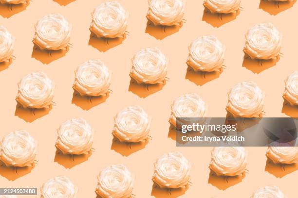 pattern made of white rose flowers. beautiful template with copy space on pastel peach color background. - white rose flower spa stock-fotos und bilder