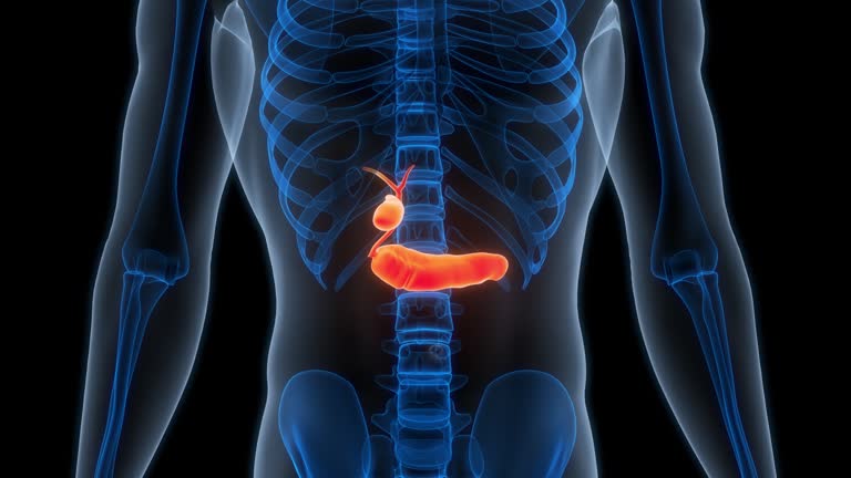Pancrease Animation Human Internal Organs Pancreas with Gallbladder Anatomy Animation ...