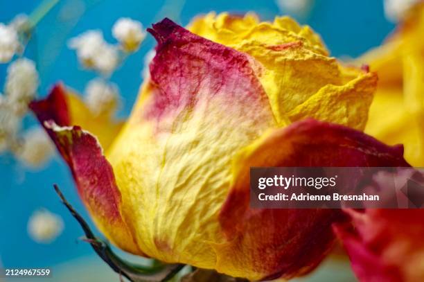 Yellow Dry Roses Single Rose Dry Photos and Premium High Res Pictures - Getty Images