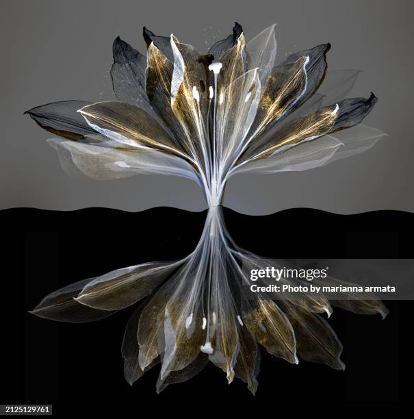 easter lily's aging skin in gold - film negative stock pictures, royalty-free photos & images