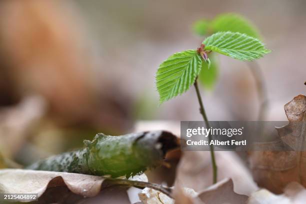 seedling of a beech - beech tree stock pictures, royalty-free photos & images