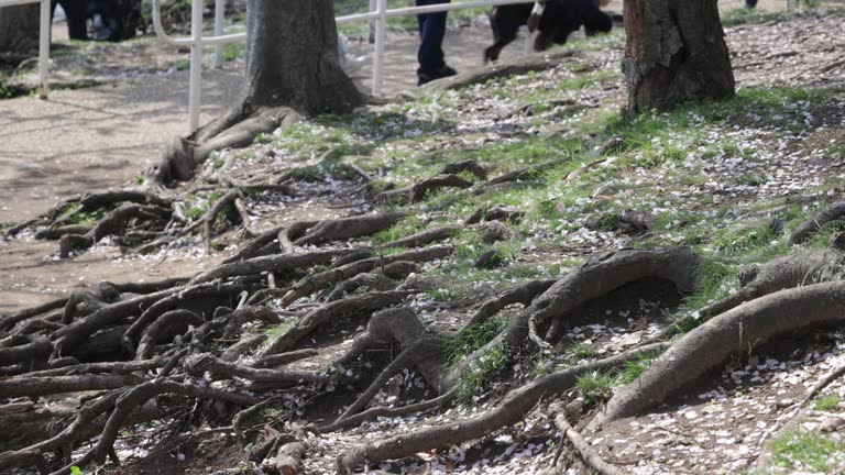Root System Image Cherry Tree 66 Flower Root System Stock Videos, Footage, & 4K Video Clips - Getty ...