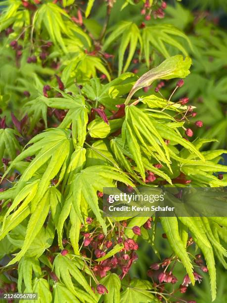 japanese maple (acer palmatum “mikawa yatsubusa”) fresh spring leaves and flowers, portland, oregon - flowering maple tree stock pictures, royalty-free photos & images