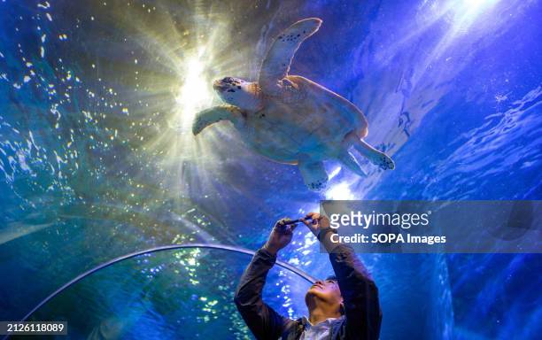 Visitor takes a photo of a sea turtle swimming at Chiang Mai Zoo Aquarium. The Chiang Mai Zoo Aquarium reopened its doors to tourists on April 1st...