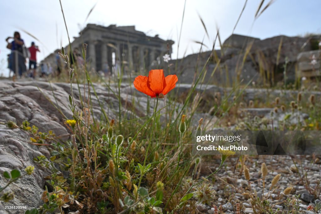 Wild Flowers Blossom In The Acropolis Of Athens