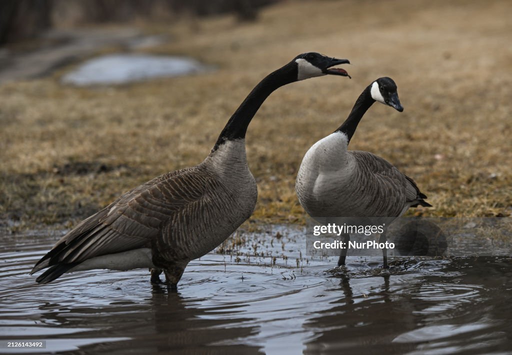 Spring In Edmonton A pair of early-arrived Canadian geese are seen in Blackmud Creek ...