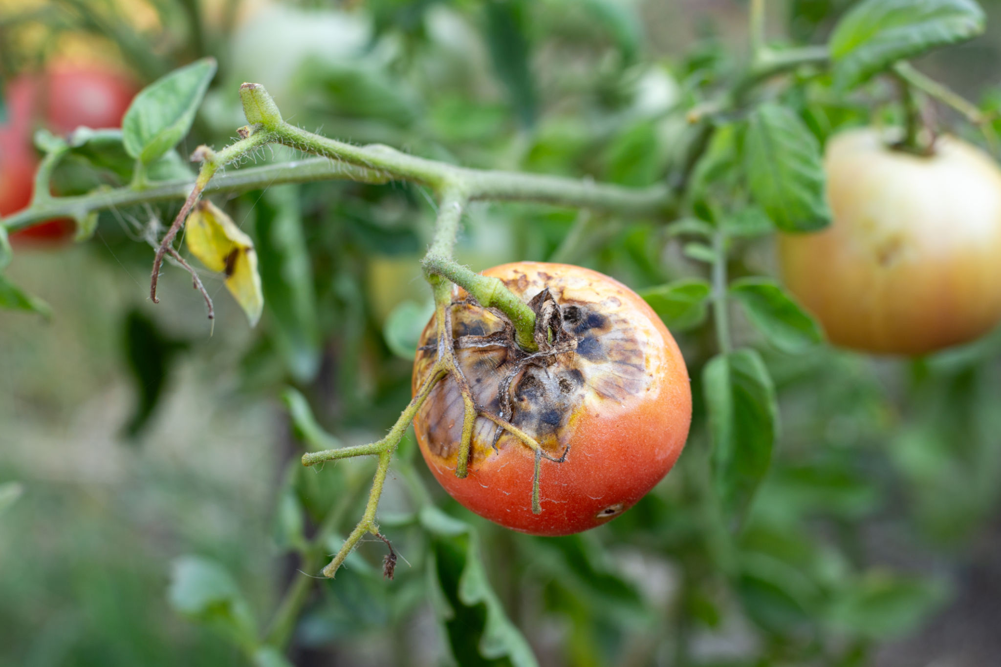 gardening pest