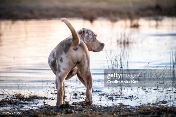 an american bully dog stands on the shore of the lake - tail stock pictures, royalty-free photos & images