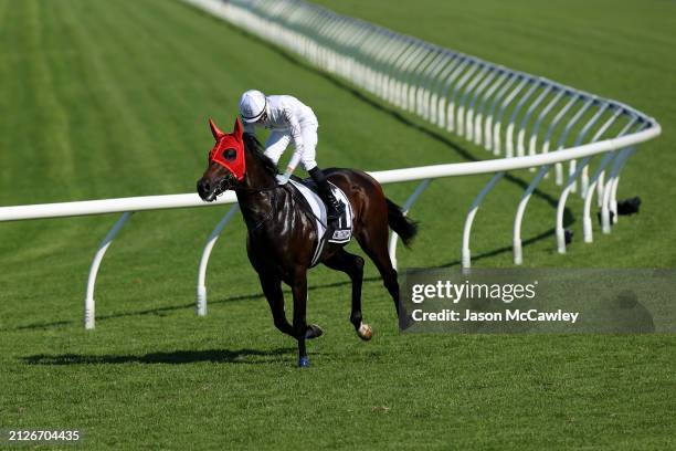 Dylan Gibbons riding Libertad prepare to compete in Race 6 The E Group Security Star Kingdom Stakes during Sydney Racing at Rosehill Gardens on March...