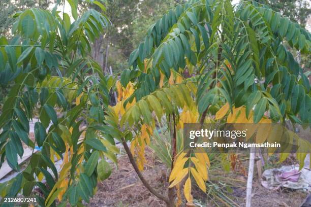 olive, mombin, hog plum - spondias mombin stock pictures, royalty-free photos & images