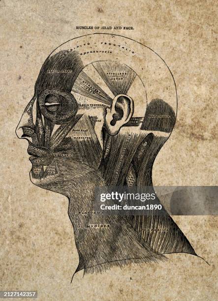 muscles of head and face, vintage biomedical illustration, victorian anatomical drawing, 19th century - medical diagram stock illustrations