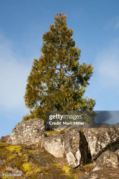 Cedar Tree Range 511 Western Red Cedar Stock Photos, High-Res Pictures, and Images ...