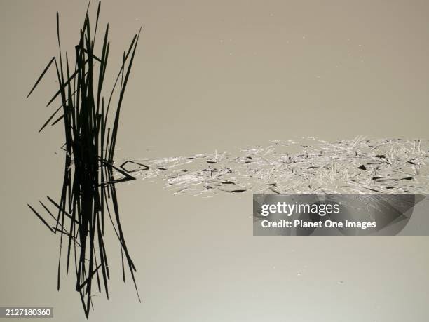sun reflections and reeds in stagnant waters of the thames by radley boathouse - water whorl grass stock pictures, royalty-free photos & images