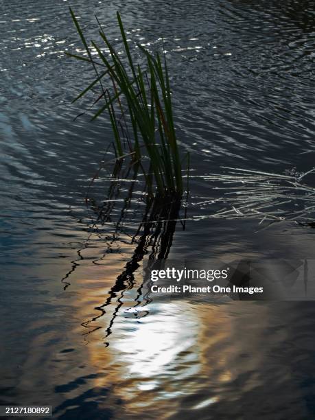 sun reflections and reeds in stagnant waters of the thames by radley boathouse - water whorl grass stock pictures, royalty-free photos & images