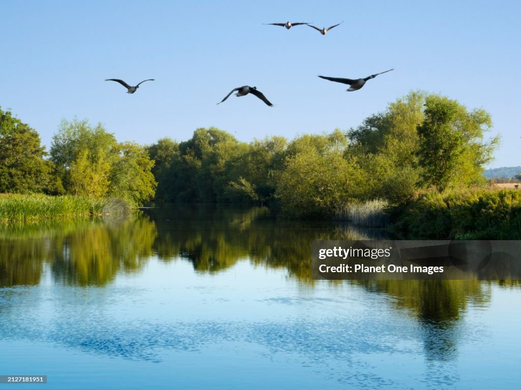 Early migrating Canada geese fly over Radley Boathouse by the Thames