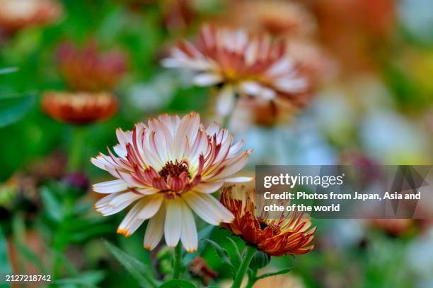 58 Showy Daisy Stock Photos High Res Pictures and Images Getty Images 58 Showy Daisy Stock Photos High Res Pictures and Images Getty Images