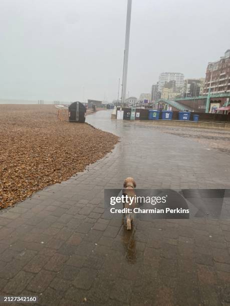 dog walk next to beach on cold rainy day. bleak seaside scene at english coast in off season. unpleasant exercise outside in late winter in england in february 2024 - dog waste bin stock pictures, royalty-free photos & images