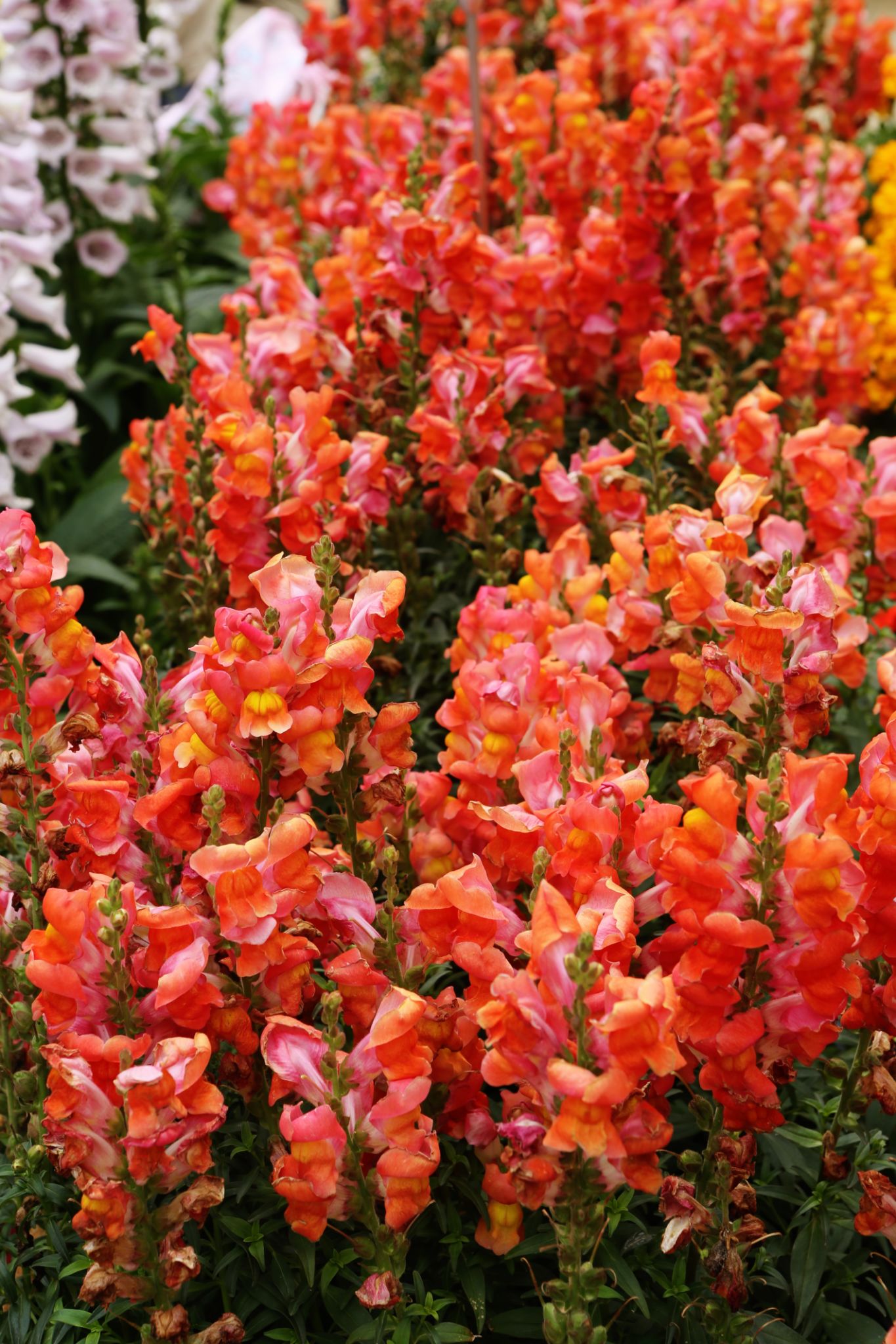san diego yard