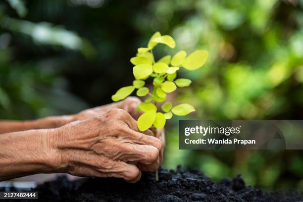 hands old women agriculture holding and care plant tree keep environment and nature. - tree plantation stock pictures, royalty-free photos & images
