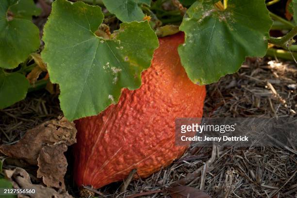 hubbard squash - hubbard squash stock pictures, royalty-free photos & images