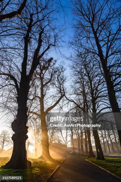 early morning in guildford surrey england - february garden stock pictures, royalty-free photos & images