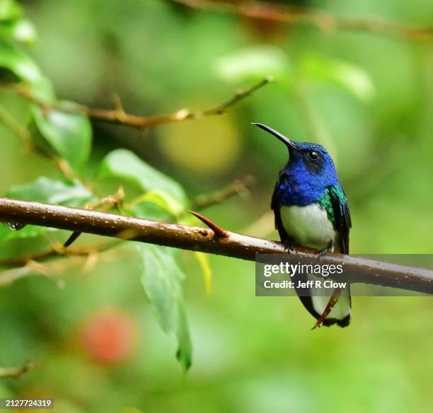 white necked jacobin hummingbird in costa rica - hummingbird perch stock pictures, royalty-free photos & images