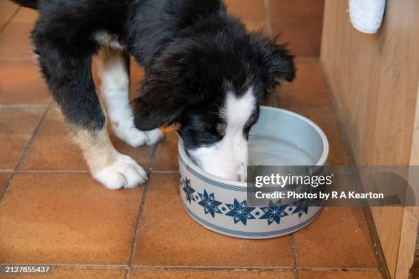 border collie puppy drinking form his water bowl - pet food dish stock pictures, royalty-free photos & images